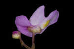 Eastern purple bladderwort